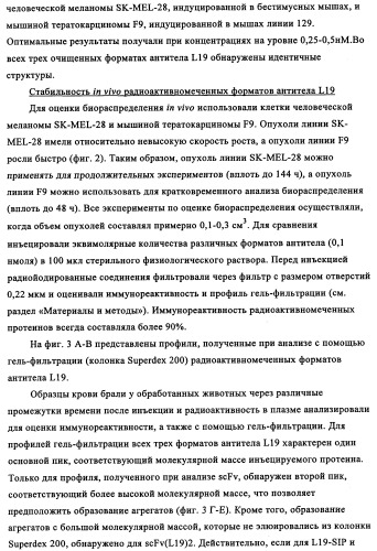 Избирательный направленный перенос в сосудистую сеть опухоли с использованием молекул антител (патент 2347787)