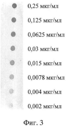 Штамм гибридных клеток животных mus musculus 2b8 - продуцент моноклональных антител, специфичных к v антигену yersinia pestis (патент 2478704)