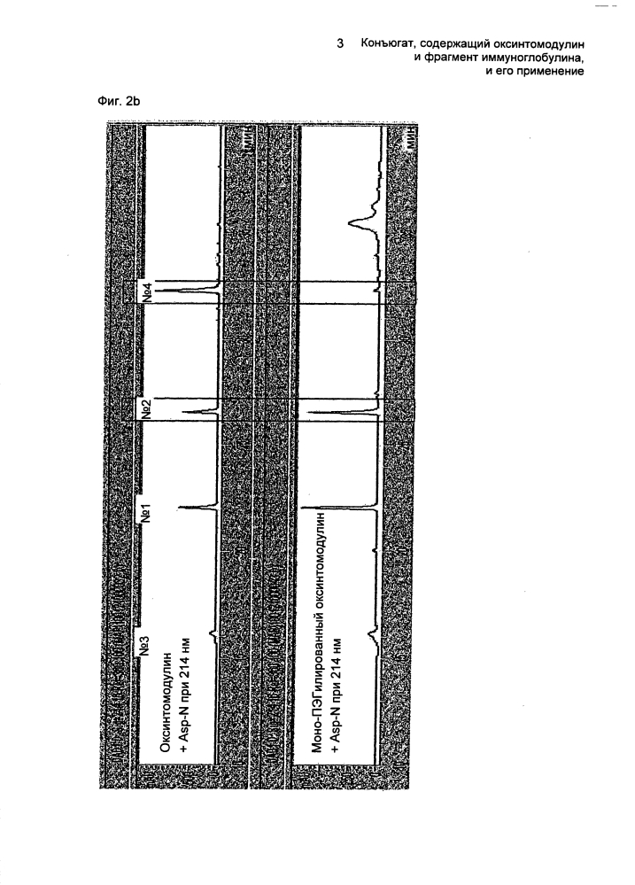 Конъюгат, содержащий оксинтомодулин и фрагмент иммуноглобулина, и его применение (патент 2607365)
