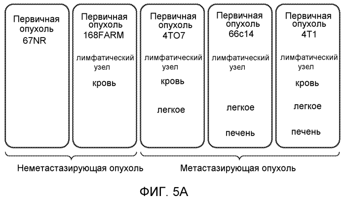 Ингибирование метастазирования опухоли при помощи антагонистов bv8 или g-csf (патент 2567803)
