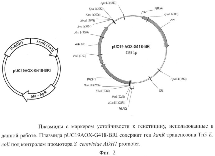 Дрожжевой экстракт, содержащий гамма-glu-x или гамма-glu-x-gly, и способ его получения (патент 2496864)