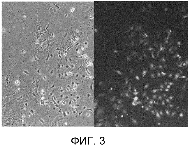 Способ сбора функциональных клеток in vivo с высокой эффективностью (патент 2571230)