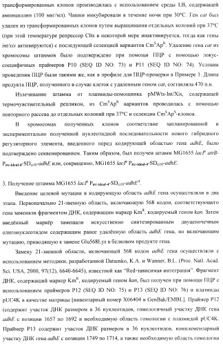 Бактерия - продуцент 1-бутанола и способ получения 1-бутанола (патент 2431672)