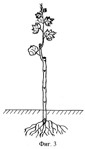 Способ выращивания привитых саженцев винограда (патент 2265317)