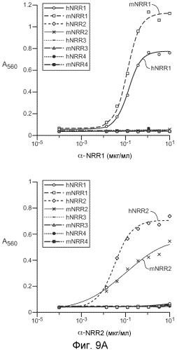 Антитела против notch2 и способы их применения (патент 2580029)