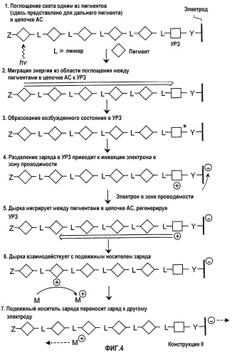 Солнечные элементы, включающие в себя цепочки для аккумуляции света (патент 2264677)