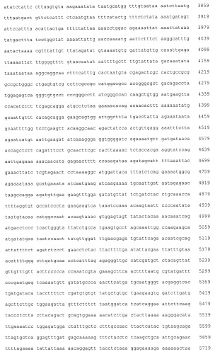 Пептидные вакцины против рака с экспрессией полипептидов mphosph1 или depdc1 (патент 2469044)