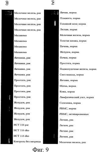 Идентификация опухолевых антигенов для диагностики и терапии (патент 2485974)