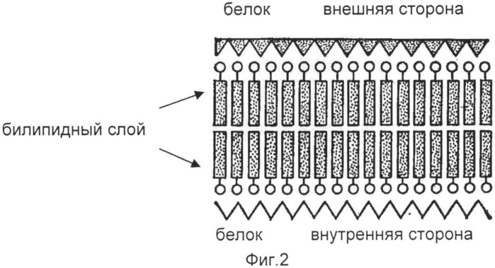 Матрица для регенерации мягких тканей (патент 2526182)