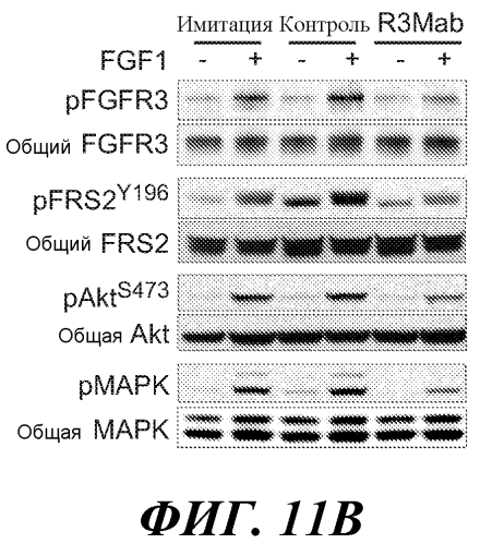 Антитела против fgfr3 и способы их применения (патент 2568066)