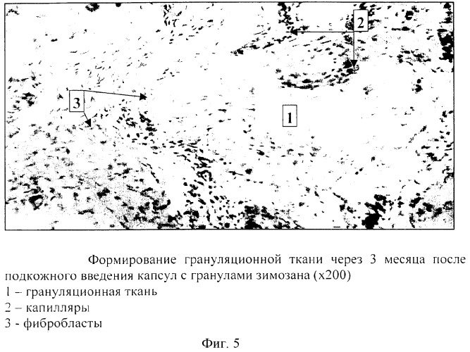 Способ моделирования воспалительного процесса организма (патент 2281563)