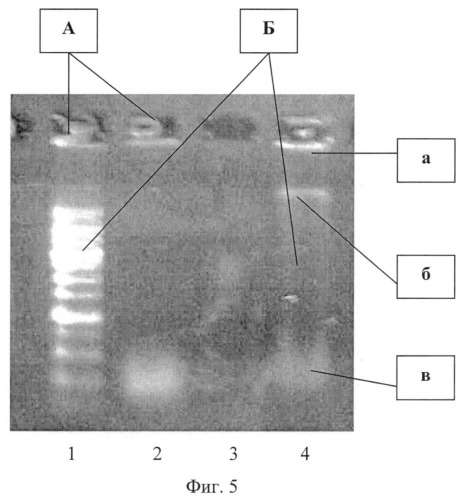 Способ идентификации синегнойной палочки pseudomonas aeruginosa (патент 2540501)