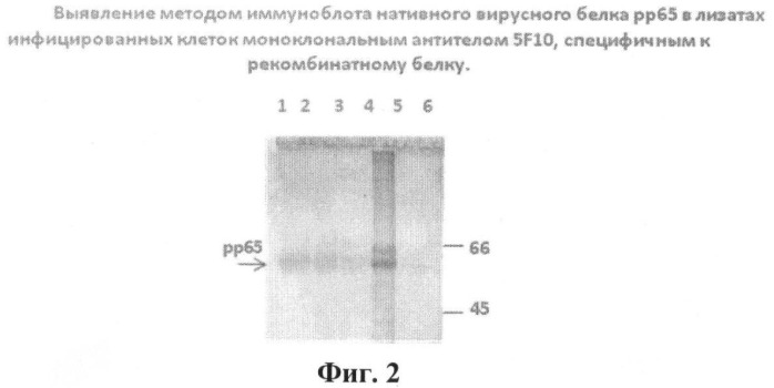 Штамм гибридных клеток животного mus musculus l. 5f10 - продуцент моноклональных антител, используемых для выявления белка рр65 цитомегаловируса человека (патент 2393219)