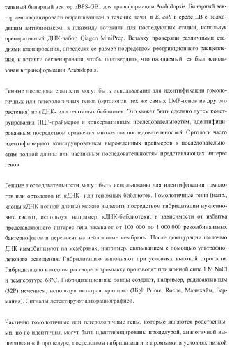 Молекулы нуклеиновых кислот, кодирующие wrinkled1-подобные полипептиды, и способы их применения в растениях (патент 2385347)