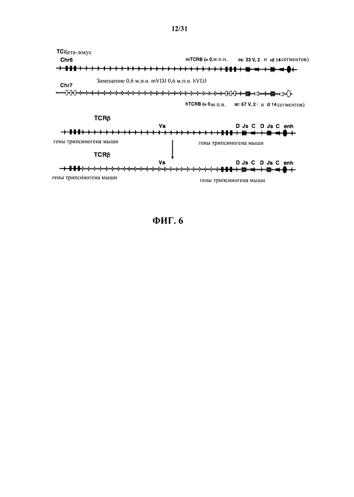 Генетически модифицированные в отношении т-клеточного рецептора мыши (патент 2661106)