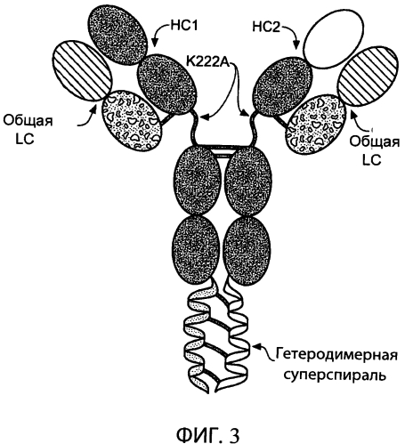 Содержащие суперспираль и/или привязку белковые комплексы и их применение (патент 2573915)