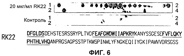 Антитела к gdf8 и их применения (патент 2447084)