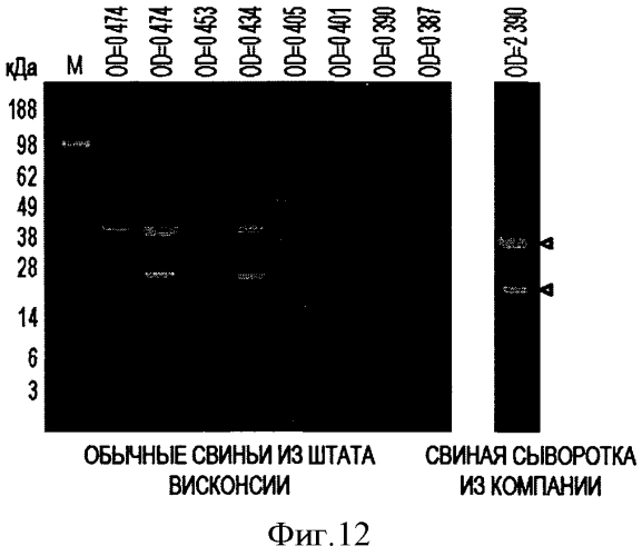 Вакцины на основе свиного вируса torque teno и способы диагностики инфекций, вызванных этим вирусом (патент 2553223)