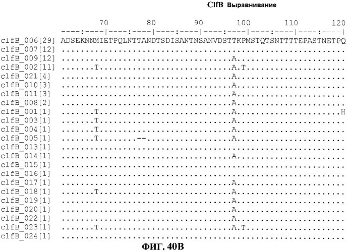 Стабильные иммуногенные композиции антигенов staphylococcus aureus (патент 2570730)