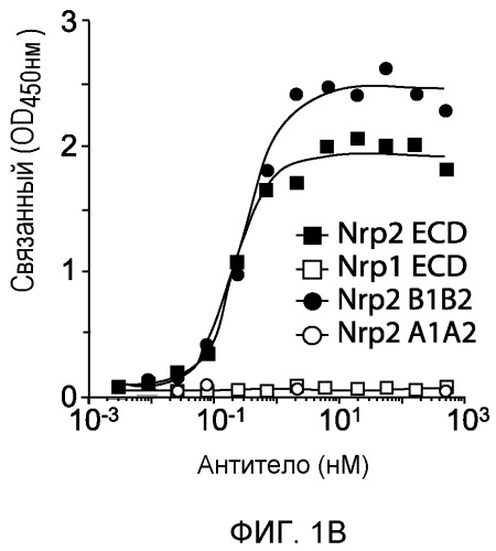 Ингибирование метастазов опухоли антителами против нейропилина-2 (патент 2437677)