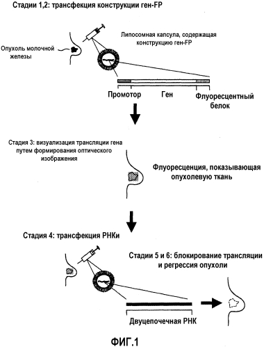 Терапевтическая доставка и мониторинг с использованием представляющего интерес гена белка, слитого с репортером, и оптического отображения (патент 2575601)