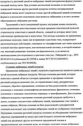 Вариант кукурузы mir604 (патент 2351122)