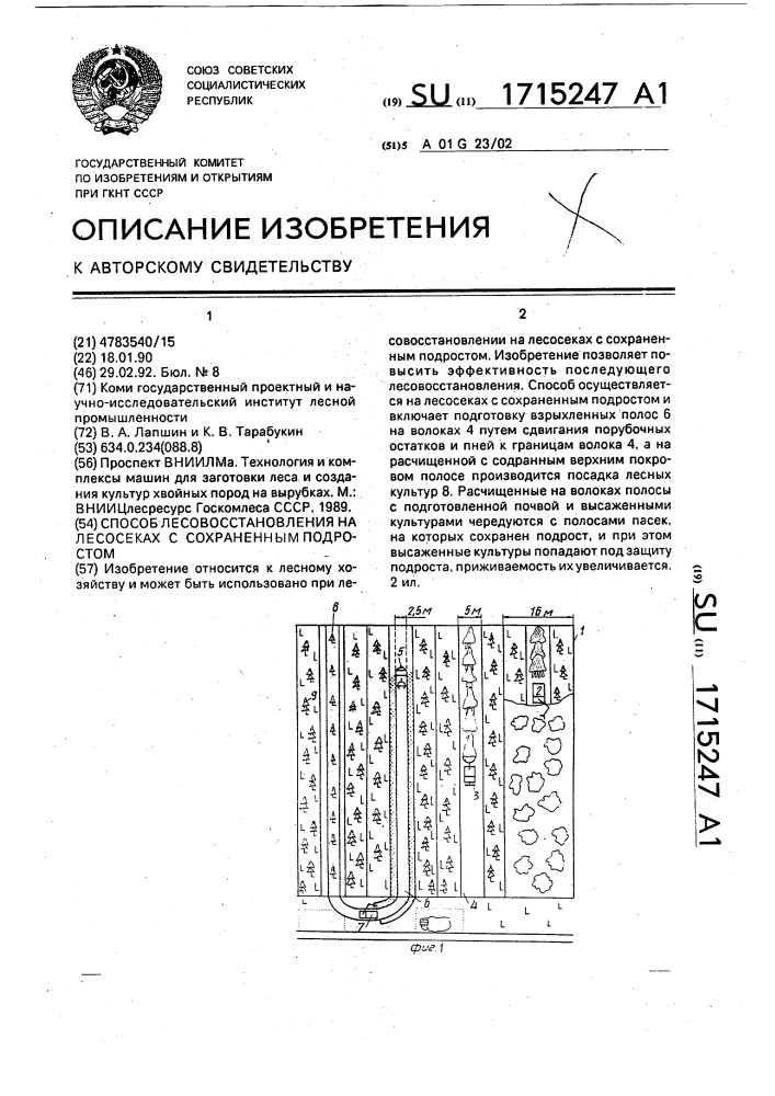 Способ лесовосстановления на лесосеках с сохраненным подростом (патент 1715247)