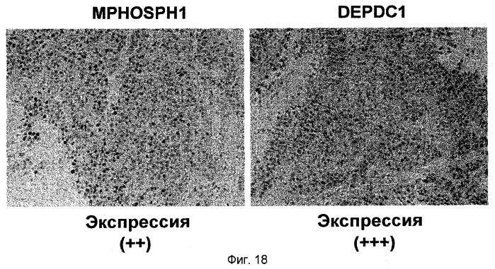 Пептидные вакцины против рака с экспрессией полипептидов mphosph1 или depdc1 (патент 2469044)