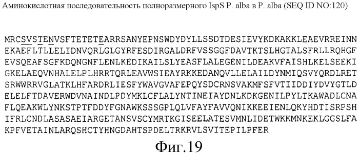 Варианты изопренсинтазы, применяемые для улучшения продуцирования изопрена микроорганизмами (патент 2516343)
