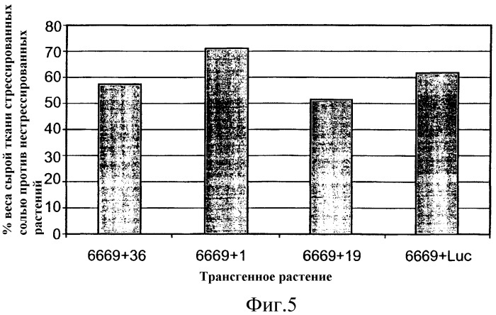 Способы повышения толерантности к абиотическому стрессу и/или биомассы у растений и получаемые таким образом растения (патент 2350653)