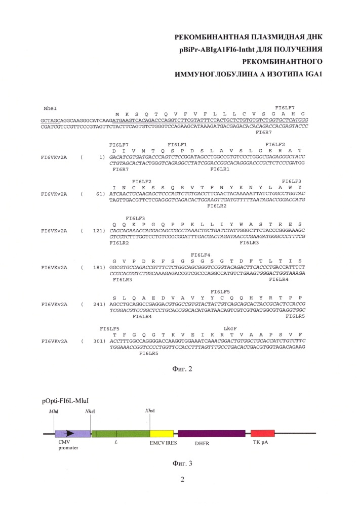 Рекомбинантная плазмидная днк pbipr-abiga1fi6-intht для получения рекомбинантного иммуноглобулина а изотипа iga1 (патент 2664184)