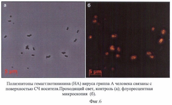 Иммуногенная композиция, содержащая чужеродные антигены на поверхности сферических носителей, полученных при термической денатурации спиральных вирусов (патент 2440140)