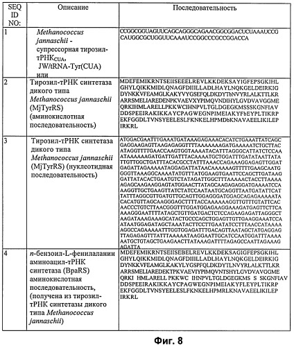 Система экспрессии компонентов ортогональной трансляции в эубактериальной клетке-хозяине (патент 2467069)
