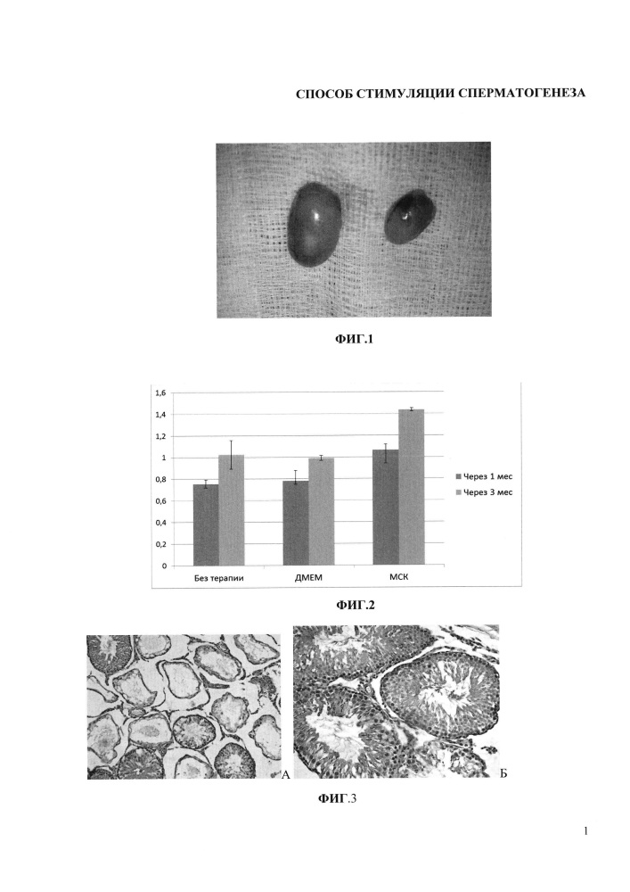 Способ стимуляции сперматогенеза (патент 2653779)