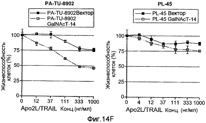 Апоптотическая чувствительность к apo2l/trail путем тестирования экспрессии galnac-t14 в клетках/тканях (патент 2416097)