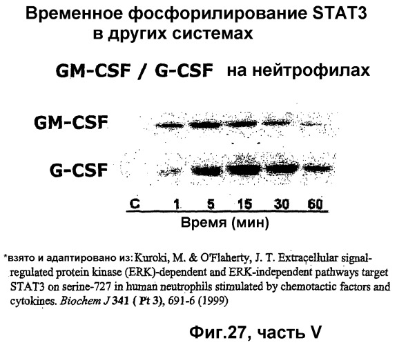 Способы лечения неврологических состояний с применением гематопоэтических факторов роста (патент 2353385)