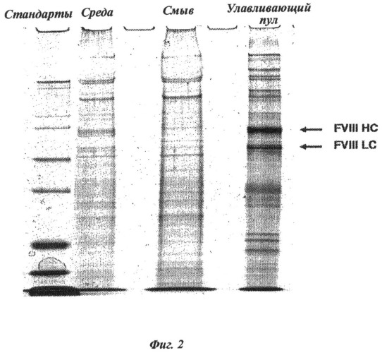 Способ очистки белка фактора свертывания viii и способ стабилизации белка фактора viii (патент 2493163)