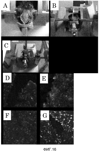 Способ сбора функциональных клеток in vivo с высокой эффективностью (патент 2571230)