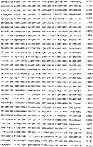 Бактериофаг, обладающий активностью против pseudomonas aeruginosa, белки бактериофага и способы их применения (патент 2580248)