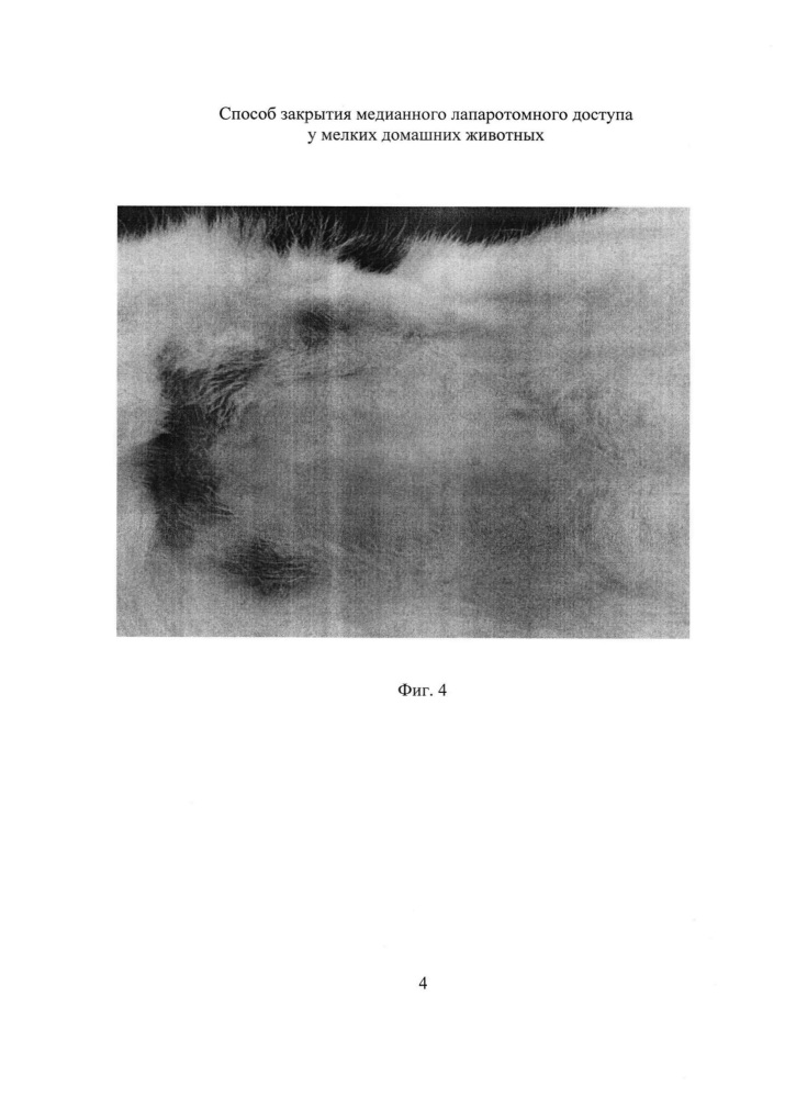 Способ закрытия медианного лапаротомного доступа у мелких домашних животных (патент 2626994)