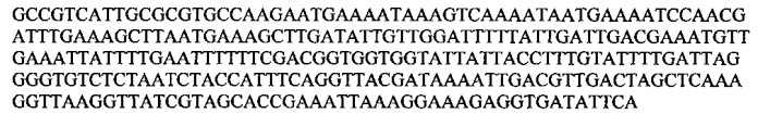 Штаммы lactobacillus plantarum и lactobacillus brevis, синтезирующие гамма-аминомасляную кислоту (патент 2575625)
