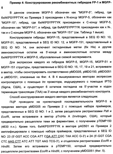 Биоадгезив мидии (патент 2349599)