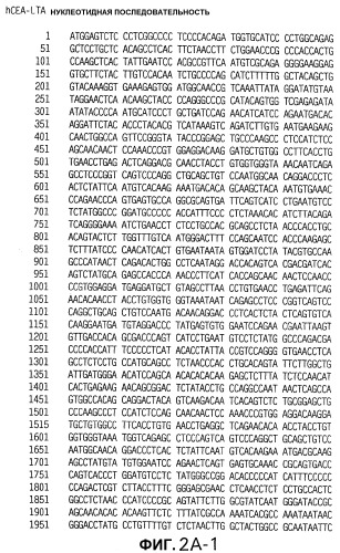 Слитые белки карциноэмбрионального антигена (патент 2380375)