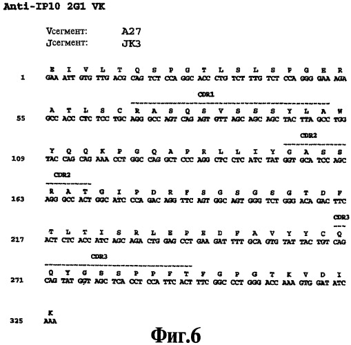 Выделенное антитело против ip-10, иммуноконъюгат и биспецифическая молекула на его основе, их композиции, способ лечения (варианты), кодирующая молекула нуклеиновой кислоты, соответствующий экспрессионный вектор, клетка-хозяин и гибридома (патент 2486199)