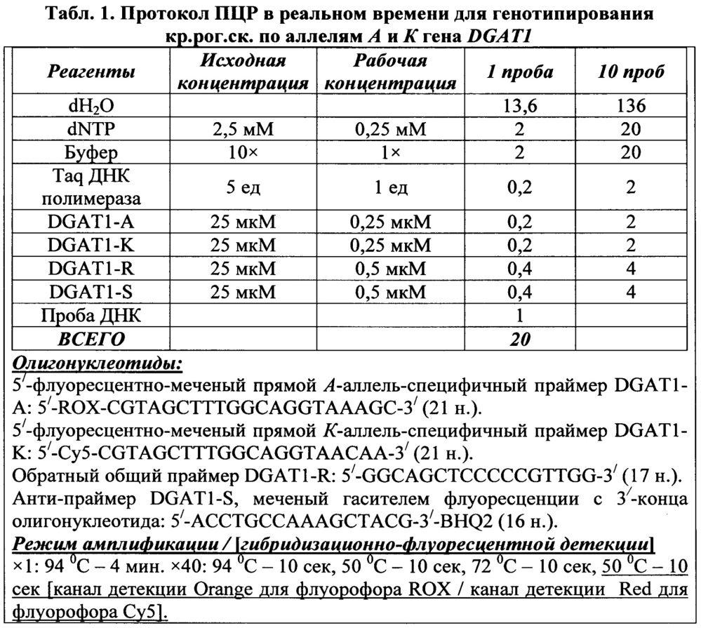 Способ проведения пцр в реальном времени для генотипирования крупного рогатого скота по аллелям а и к гена dgat1 (патент 2619167)