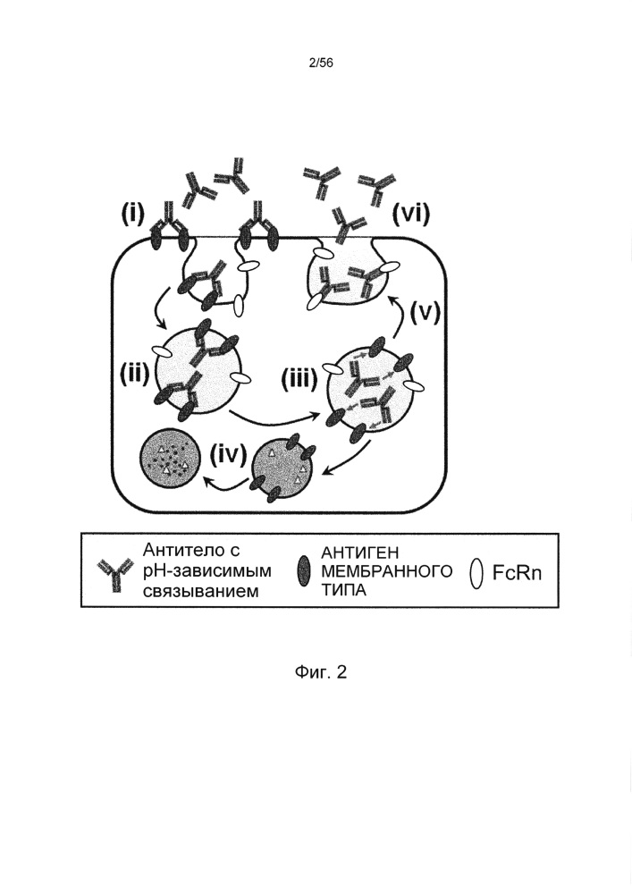 Антигенсвязывающая молекула, способная многократно связываться с множеством антигенных молекул (патент 2658504)