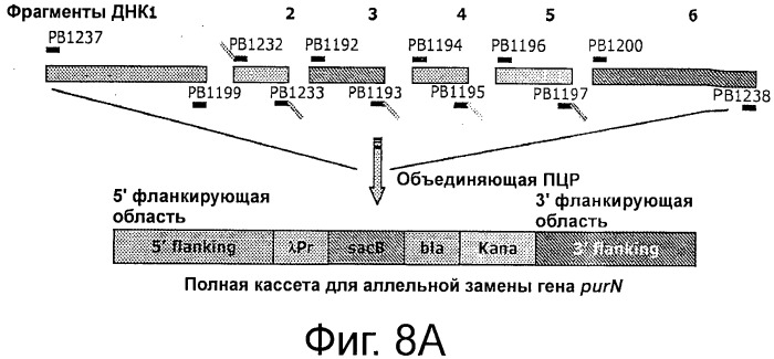 Плазмида без устойчивости к антибиотику (патент 2548809)