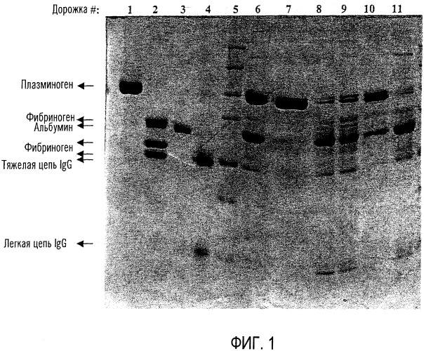 Способ выделения плазминогена или плазмина в присутствии фибриногена из смеси (патент 2458067)