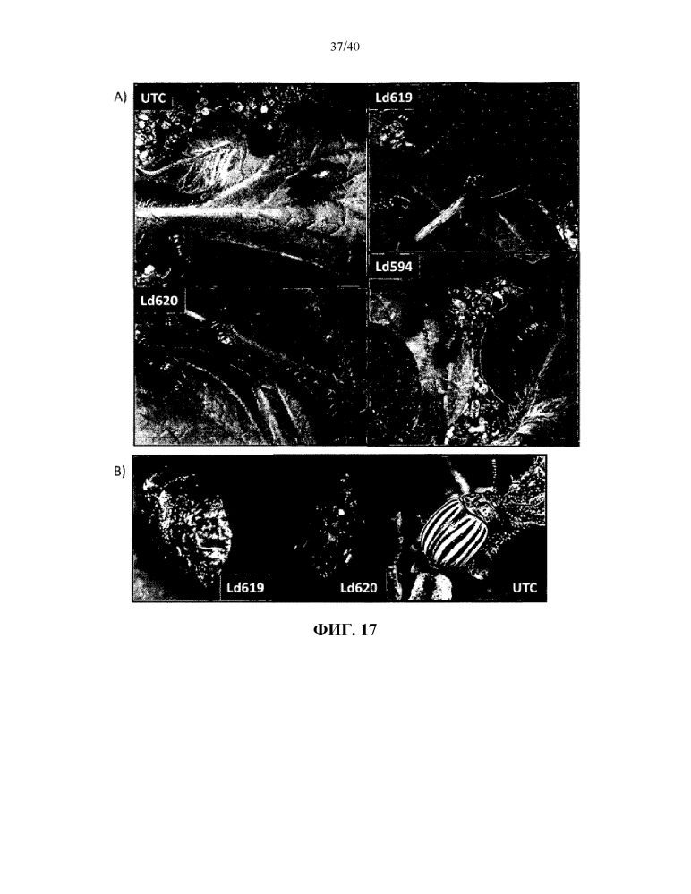 Подавление экспрессии генов у насекомых-вредителей (патент 2619219)