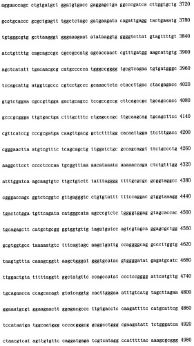 Конструирование рекомбинанта онколитического аденовируса, специфически экспрессирующего иммуномодуляторный фактор gm-csf в опухолевых клетках, и его применение (патент 2361611)